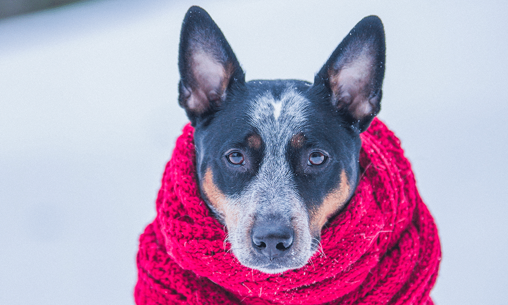 energy efficiency in winter dog shawl cold