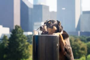 spring ac tune-up: dog drinks water from a fountain
